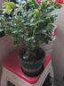 京云梦 欧月果汁阳台观花植物花卉四季开花月季果汁阳台+加仑盆源头直发 实拍图