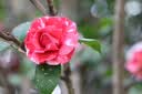 佳能（Canon）RF100mm F2.8 L MACRO IS USM 远摄微距镜头 大光圈定焦 微单镜头 滤镜防护套装 实拍图