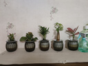 绿有意绿萝箩发财树绿植盆栽花卉室内吸除甲醛桌面水培懒人植物四季好养 【6盆自选】植物备注，联系客服 实拍图