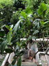 盆栽茶花苗 山茶花苗绿植花卉盆栽四季好养茶花树苗盆栽耐寒花卉观花植物室内花卉绿植开花不断 不含盆 香妃 2年苗 实拍图