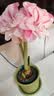 爱丽思（IRIS）花盆托彩色Deepot圆型盆栽花盆托加厚接水盘树脂塑料托盘花盆托 7号浅绿色【搭配6号花盆】 实拍图