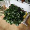 双盟绿萝盆栽除甲醛花卉绿植办公室新房净化空气360自吸盆1盆源头直发 实拍图