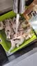 牛蛙特大鲜活现杀免处理田鸡麻辣牛蛙蛙腿生鲜半成品冷冻烧烤净重 去皮去头去内脏【每斤称4-5只】 大号【无冰3斤】活蛙现杀 实拍图