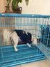 欢宠网宠物狗狗衣服猫咪猫小狗小猫泰迪比熊猫猫小型犬幼犬冬季保暖服饰 实拍图