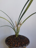 紫砂兰花盆特大君子惠兰花盆墨兰等各种兰花绿植陶瓷紫砂专用花盆 高兰特大号 紫砂 x 中等 实拍图