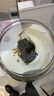 森悠（SARYOR）金苔鼠淡水鱼鱼缸清洁鱼观赏鱼热带鱼好养工具鱼吃垃圾鱼 金苔鼠鱼3条(4-6cm) 实拍图