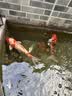 过凡（GUOFAN）水质检测试纸鱼缸水产养殖水质快速检测氯亚硝酸盐碱度硝酸盐硬度 实拍图
