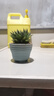 仟尚亿多肉花盆陶瓷个性简约室内植物创意粗陶花盆栽花盆透气大口径组合 彩陶盆6个 中等 实拍图