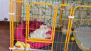 京喜自营-专用品牌狗笼子狗狗围栏室内自由组合中小型犬比熊送货上门 【热销推荐】黄色6片 120*60*60 实拍图