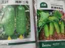 北蔬水果黄瓜种子苗甜脆四季蔬菜种籽 潍胖二号水果黄瓜种子100粒x2包 实拍图
