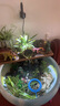 MPPMCK中式陶瓷流水景观循环水摆件庭院花园造景装饰小陶罐鱼缸过滤配件 【迷你罐】古典黄+软管 无水泵 实拍图