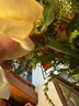 芊芊细语斗南基地直批发玫瑰鲜花全国速递配送女友礼物家用水养插花家庭 5支香槟+5支橙芭比+5支黄莺+5支洋甘菊 实拍图