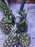 广东徐闻香水菠萝新鲜水果生鲜热带孕妇水果整箱包邮 净重4.5-5斤 单果650g起 实拍图