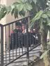 DOLIM电动滑板车可折叠电动车成人代步男女小型两轮电瓶车学生轻便携迷你锂电踏板车代驾长续航智能车 D8-8续航30km/APP/重13kg 实拍图