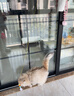 BNBNO猫咪悠悠球猫玩具自动逗猫棒自嗨解闷神器小猫消耗体力用品 实拍图