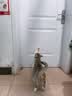 BNBNO猫咪悠悠球猫玩具自动逗猫棒自嗨解闷神器小猫消耗体力用品 实拍图