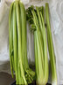 山东新鲜大西芹现割现发榨汁西芹首选水果西芹蔬菜生鲜减肥减脂 新鲜西芹带箱2斤 净重1.7斤 实拍图