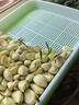 北蔬 育苗盘芽苗菜种植盘水培蔬菜发芽育苗盆 芽苗菜盘3个+10张育苗纸 实拍图