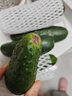京鲜生 山东玛莎小黄瓜净重1.8斤单果50g+ 新鲜蔬菜 源头直发 实拍图
