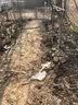 欧悟【买2颗送1颗】嫁接葡萄树苗 南北方种植盆栽地栽庭院阳台果树苗 阳光玫瑰葡萄 六年大苗当年结果 实拍图