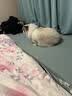 猫人一次性内裤女士冰丝无痕隐形纯棉裆灭菌免洗健身瑜伽打底 M码6条 实拍图