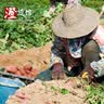 有鲜气海南澄迈特产 正宗海南澄迈桥头富硒地瓜 红薯 粉糯香甜好吃 精品中果5斤（净重） 正品授权 实拍图