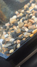 HANYANG鱼缸溪流石溪流缸底砂造景底沙子水草装饰雨林缸铺底石头子2kg 实拍图