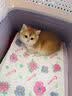 涴喵 纯种宠物猫咪活体金银渐层幼猫全程辅助养猫签订合同双重保障 宠物级 金渐层猫 实拍图