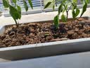 花盆绿植盆栽塑料阳台种菜神器家用长条槽盆盆栽种植盆特大窗台 3个盆【特大】50*19*13cm 颜色随机 实拍图