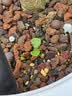 史丹利日本进口鹿沼土颗粒硬质杜鹃兰花多肉纯赤玉土铺面介质营养3L 实拍图