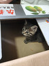 舒腾中华田园小猫咪活体田园猫宠物家养猫咪橘猫幼猫活体土猫狸花猫咪 田园级 橘猫 公（幼猫两个月左右） 实拍图