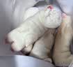 现杀土猪蹄10只带筋整只新鲜农家小香猪散养猪手猪脚前后 带筋土猪蹄4只【冷链速发】 实拍图