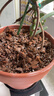 德沃多天南星科专用植物营养土15L园艺盆栽绿植种植土养花土基质 实拍图