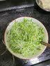 新鲜【香椿】芽苗菜可食用香椿苗香春苗冷艺新鲜蔬菜苗菜摆盘装饰 特嫩香椿苗200克一盒装 实拍图