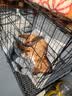 泽硕宁狗笼子大中小型犬狗窝带厕所折叠便携猫笼子超大号狗狗围栏宠物笼 黑色狗笼【加粗加固】赠厕所托盘 中大型犬【30斤内】71*50*60 无毛边/无倒刺/不卡脚 实拍图