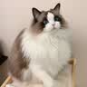 奥丁（ODIN） 猫粮幼猫成猫通用猫咪营养主粮 【鲜鸡肉三文鱼】冻干双拼猫粮10kg 实拍图