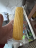 十月稻田 黄甜糯玉米 8根 3.52斤 真空包装 东北粘玉米棒 低脂早餐 实拍图
