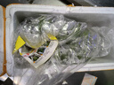 广西小米蕉小香蕉自然熟迷你香蕉苹果蕉小芭蕉新鲜水果特产鸡蕉 小米蕉1斤泡沫箱打包 实拍图