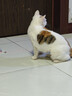 哈药妙多安猫咪疫苗猫三联疫苗1针猫幼猫疫苗套餐自打妙三多平替 实拍图