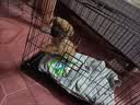 泽硕宁狗笼子大中小型犬狗窝带厕所折叠便携猫笼子超大号狗狗围栏宠物笼 黑色狗笼【加粗加固】赠厕所托盘 中大型犬【30斤内】71*50*60 无毛边/无倒刺/不卡脚 实拍图