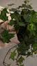 行湘常春藤盆栽植物室内垂吊植物净化空气除甲醛四季常青吊兰源头直发 实拍图