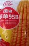 大禹郑单958玉米种子国审产高矮大棒杂交抗旱抗倒官方正品矮杆包谷 国审郑单958玉米种子500g2袋 实拍图