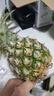 广东徐闻香水菠萝新鲜水果生鲜热带孕妇水果整箱包邮 【限时低价】1个装  净重650g起 实拍图