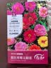 寿禾 凤仙花种子苗染指甲花四季盆栽种植花卉种籽 中国凤仙花种子100g 实拍图