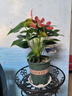 蝴蝶之舞红掌一帆风顺盆栽植物室内花卉好养土培大盆水养四季常青绿植 红掌3-4朵花 含盆 实拍图