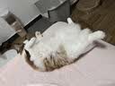 咏颖（YTYIN）猫咪狗狗项圈定制刻字猫牌可调节防走丢牌项链狗牌脖圈铃宠物吊牌 招财款+耳朵牌（定制内容，找客服备注） S-小型（建议1-6斤） 实拍图