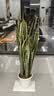 叹为观止大型盆栽金钱榕百合竹金钱树发财树清香木办公室内落地款中型植物 虎皮兰【1.1-1.3米】 不含盆 实拍图
