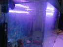 森森鱼缸潜水变色LED水草冒泡七彩灯水族箱造景灯龙鱼防水灯管不红水 森森双排 40cm/7W【红色】 实拍图