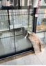 BNBNO猫咪悠悠球猫玩具自动逗猫棒自嗨解闷神器小猫消耗体力用品 实拍图