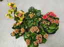 花翁新品长寿花盆栽带花苞重瓣大花苗阳台花卉绿植物室内好养源头直发 实拍图